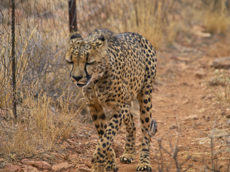 Cheetah, Hammerstein Lodge